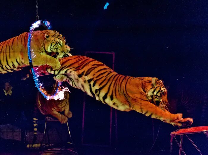 Артисты цирка никулина на цветном бульваре 2021. Цирк фото 1993 года. Реакция цифрового цирка на помни. Реакция цифрового цирка на помни. Реакция цифрового цирка на помни.