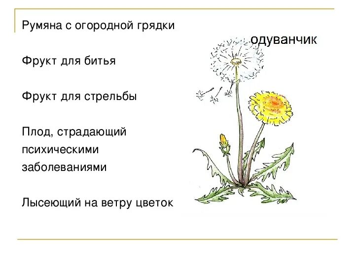 Сколько видов одуванчиков. Строение цветка одуванчика. Строение плода одуванчика. Типы плодов одуванчик. Плод одуванчика биология.