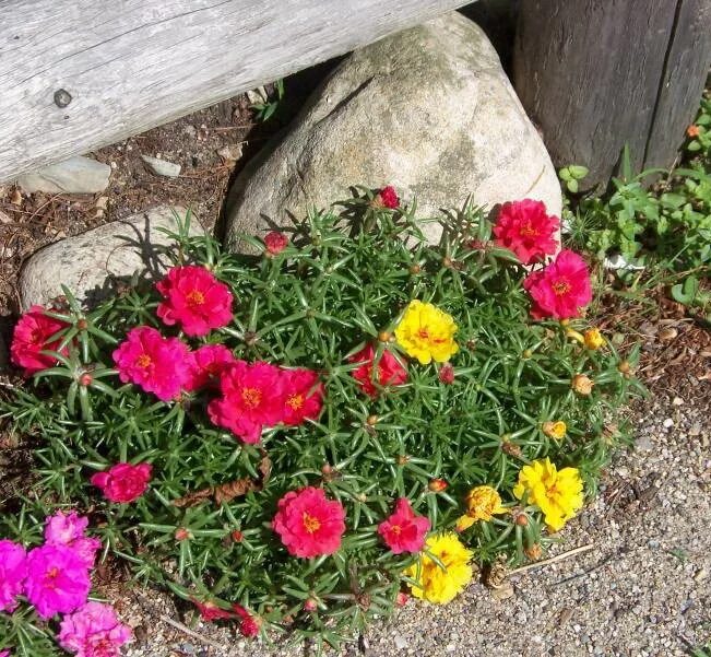 Portulaca - Portulaca oleracea - Piante Annuali - Portulaca, Fiore di vetro - Po