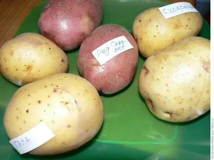 Картофель гала скарлет