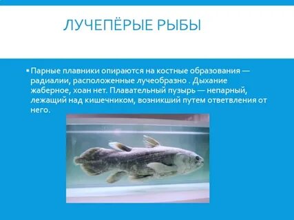 Лучеперые рыбы признаки