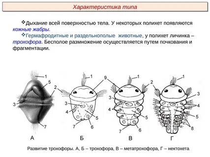 Личинка трохофора