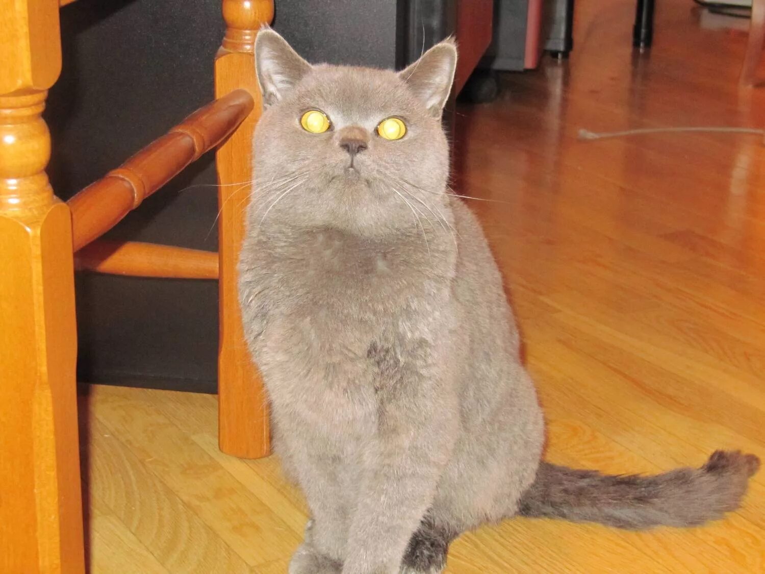 найдена британская кошка. найден британец. найден кот британец московская область. найдена британская кошка ивангород. найдена британская кошка.