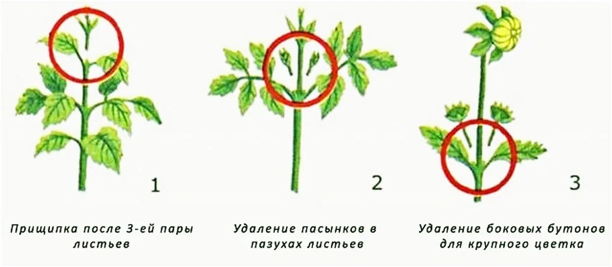 Надо ли прищипывать гвоздику. Пасынкование георгинов схема. Прищипывание и пасынкование. Прищипка верхушки побега. Схема прищипывания томатов.