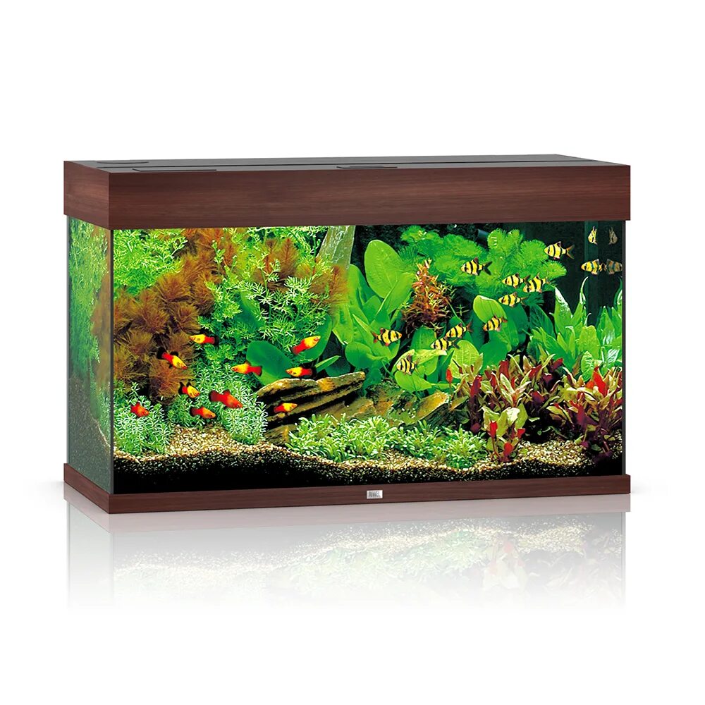 Аквариумы л. Аквариум Juwel Rio 125 led. Аквариум Juwel Rio. Аквариум Glossy 80 125л. Аквариум Juwel Rio 260.