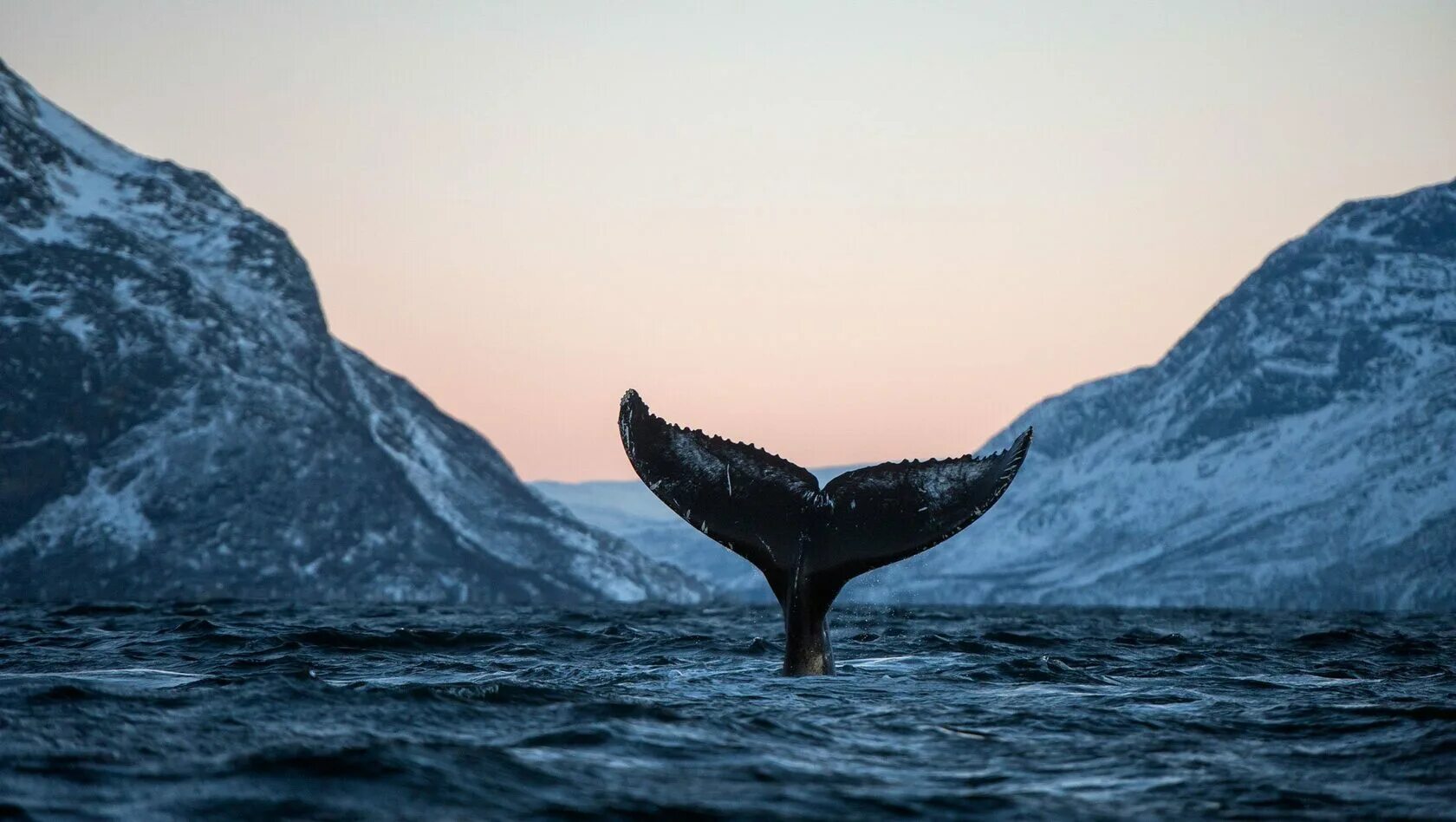 Киты в баренцевом море териберка. Касатки в баренцевом море. Мурманск териберка киты. Кольский полуостров териберка киты. Синий кит в баренцевом море.