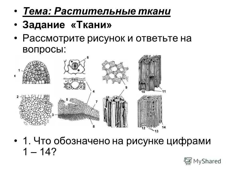 Ткани растений 6 видов. Карточки по теме ткани растений 5 класс биология. Строение тканей растений ЕГЭ. Ткани растений схема 5 класс биология. Растительные ткани ЕГЭ биология таблица.