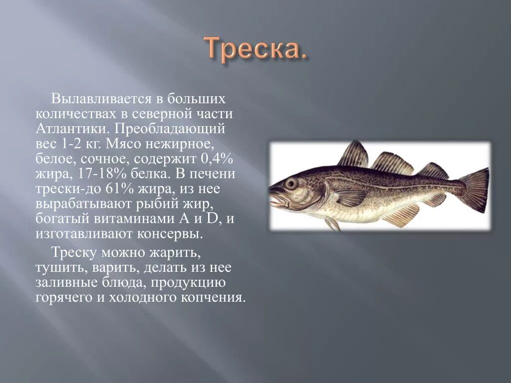 Треска. Промысловая рыба треска. Треска описание рыбы. Треска презентация.