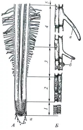 Корень 19 8 2. Зона начальной дифференциации клеток корня. Строение корня с подписями зон. Строение корня с подписями. Строение корня без подписей.