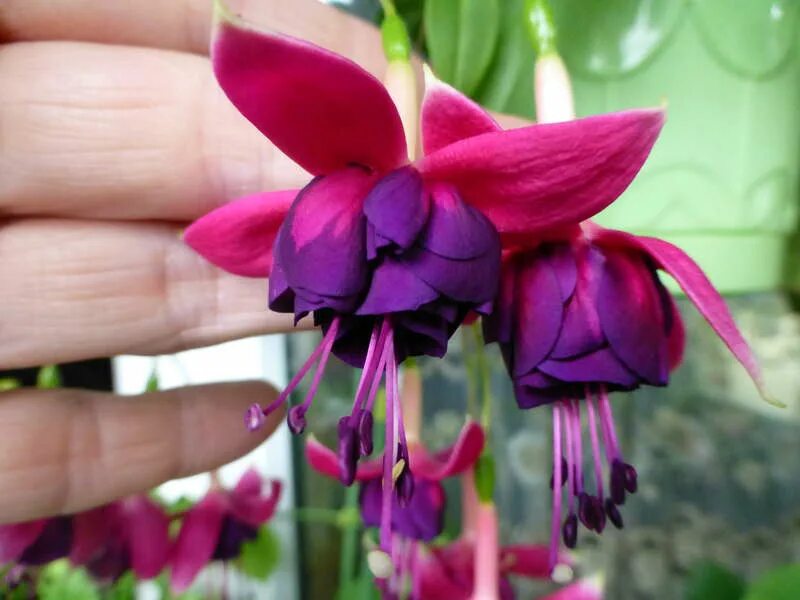 Фуксия сорта описание. Фуксия lena. Фуксия сорт voodoo. Фуксия piannes berg. Фуксия vincent van gogh.