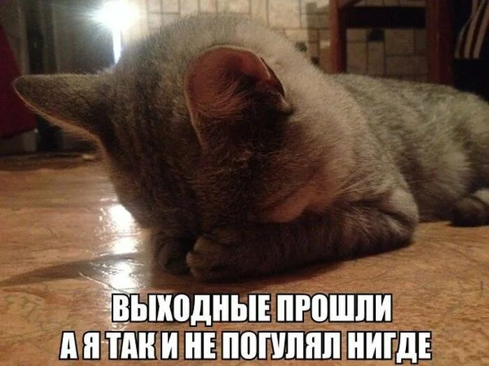 Конец выходных. Статусы юмор. После тяжелой трудовой недели. Конец выходных. Как прошли выходные картинки.