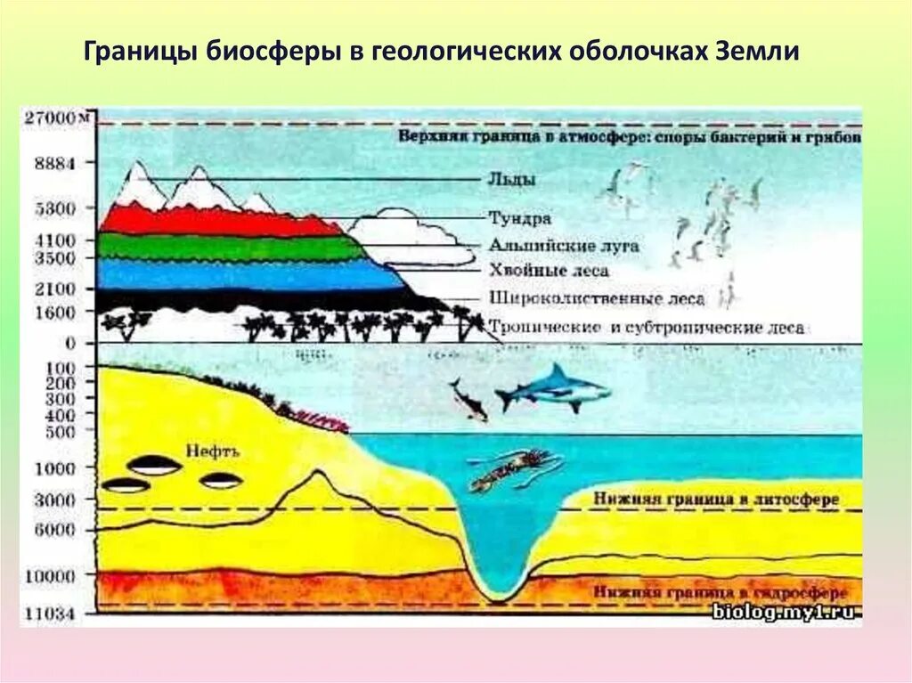 Какая оболочка земли полностью входит в биосферу. Границы биосферы в геологических оболочках земли. Биосфера границы биосферы. Границы биосферы схема. Схема границы жизни в биосфере.