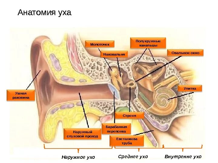 Какие структуры расположены в полости среднего уха. Строение среднего уха овальное окно. Наружный слуховой аппарат анатомия. Строение среднего и внутреннего уха. Строение среднего уха человека анатомия.