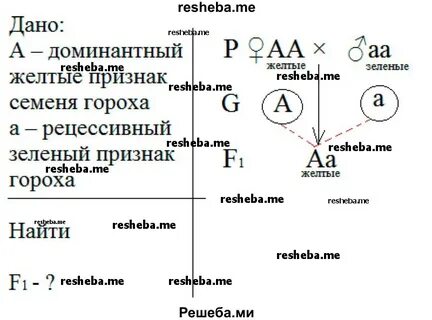 Определите доминантный признак