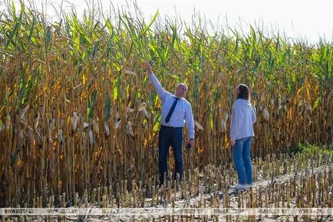 Урожайность кукурузы составляет 4 тонны