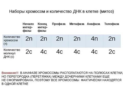 Митоз фазы количество днк и хромосом