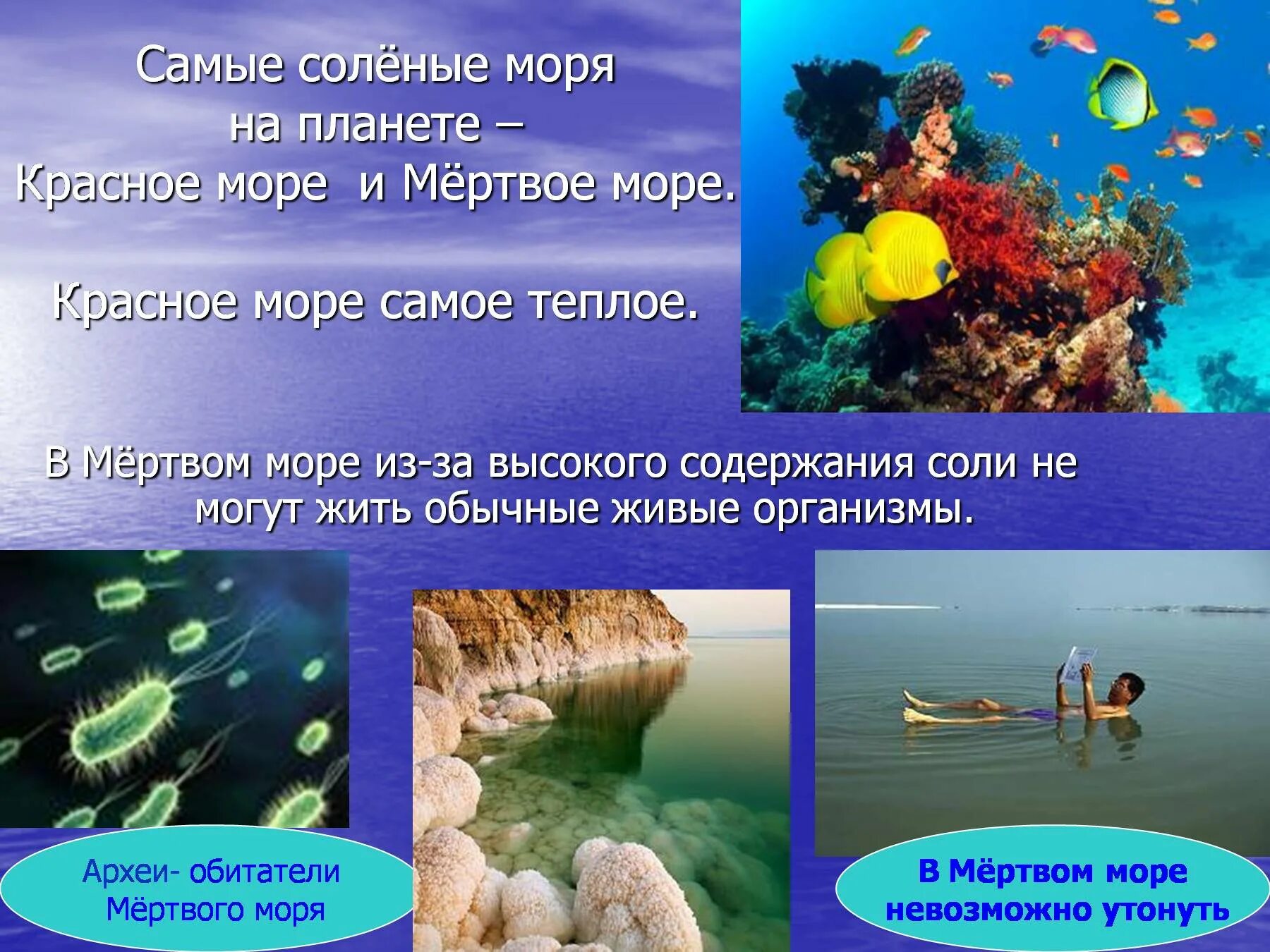 Красное море содержание соли. Красное море описание. проект на тему красное море. сообщение о красном море. красное море презентация.