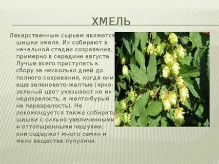 Хмель полезные свойства