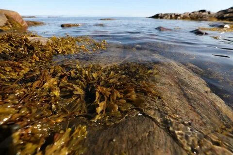 Бурые водоросли белого моря