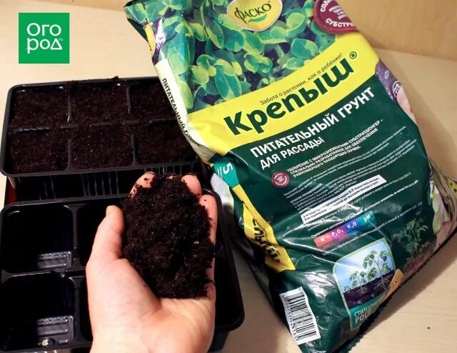 Во что высадить петунию. Грунт для посева петуний. Петуния ампельная рассада. Петуния в грунте. Кашпо для петуний для рассады.