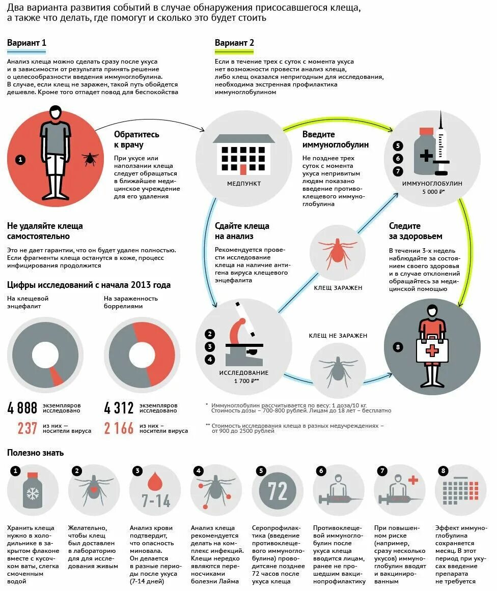 Клещ инфографика. Анализ после укуса клеща. Где сдать анализ после укуса клеща. Куда сдать клеща на исследование. Анализ после укуса клеща.