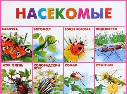 Неделя насекомые в старшей