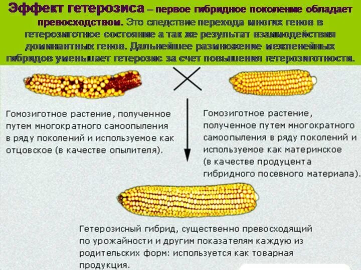 Гетерозис возникает при. Гибридизация гетерозис. Проявление гетерозиса. Гетерозис. Гетерозис это.