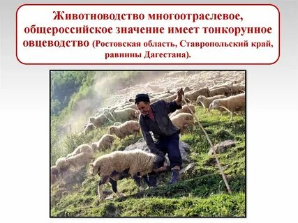 Животноводство европейского юга
