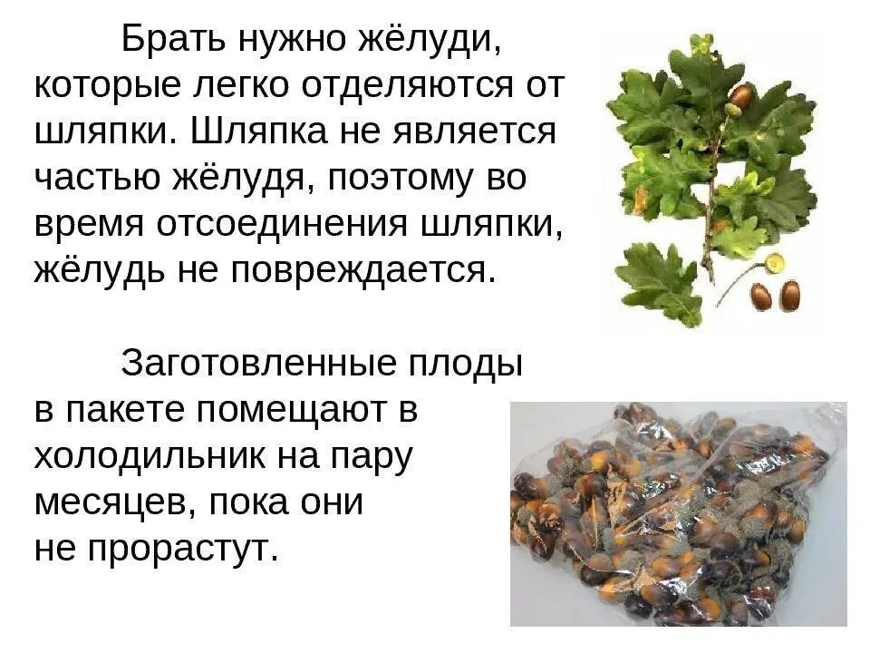 Кофе из желудей. Плюска желудя. Польза желудей. Желудь характеристика плода. Жёлуди дуба.
