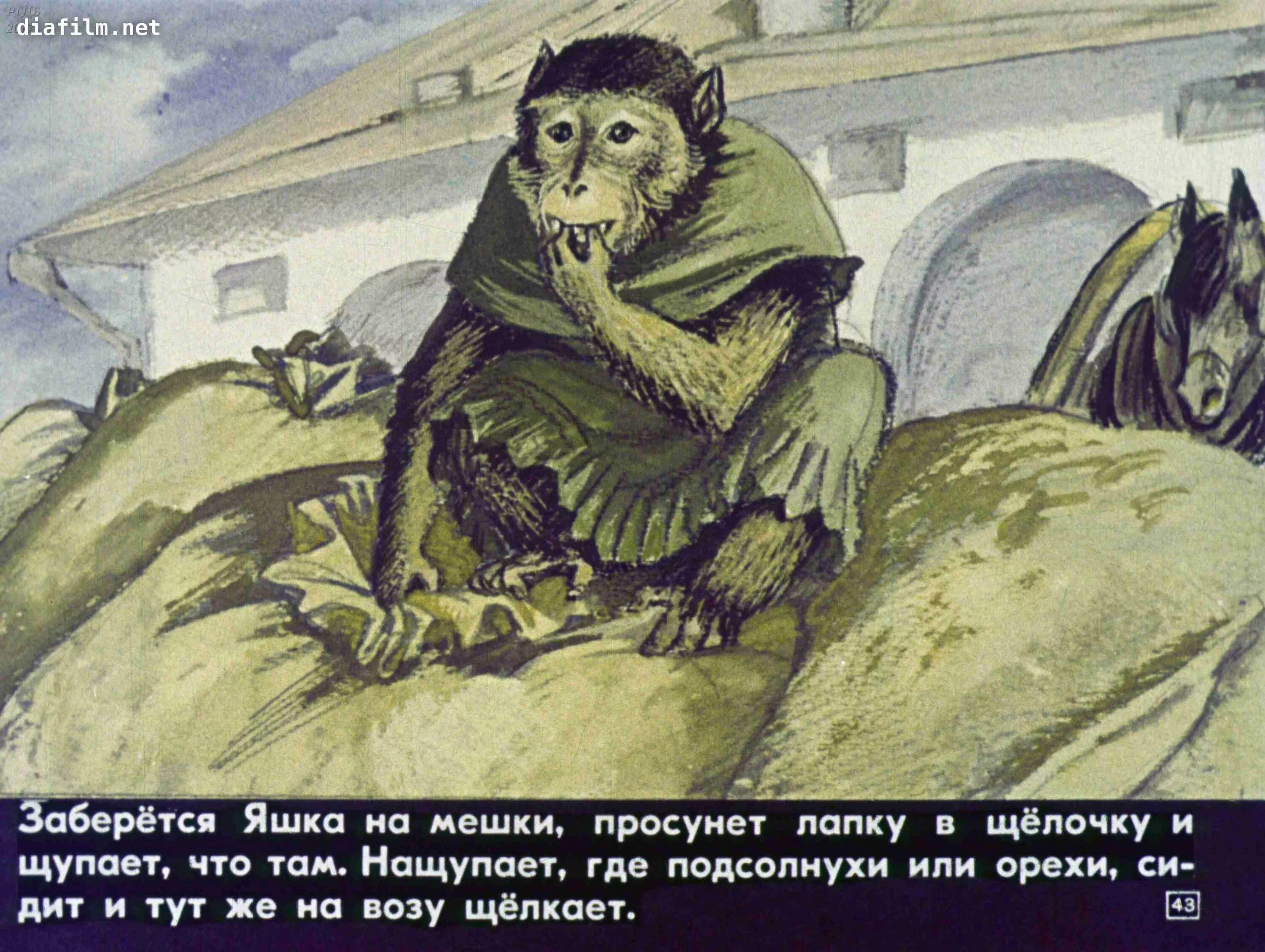 Обезьяна из рассказа про обезьянку. Иллюстрация к произведению б Житкова про обезьянку. Б Житков про обезьянку.
