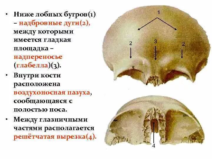 Лобная кость черепа. Анатомия лобной кости. Костный Выступ лобной кости. Строение лобной кости черепа.