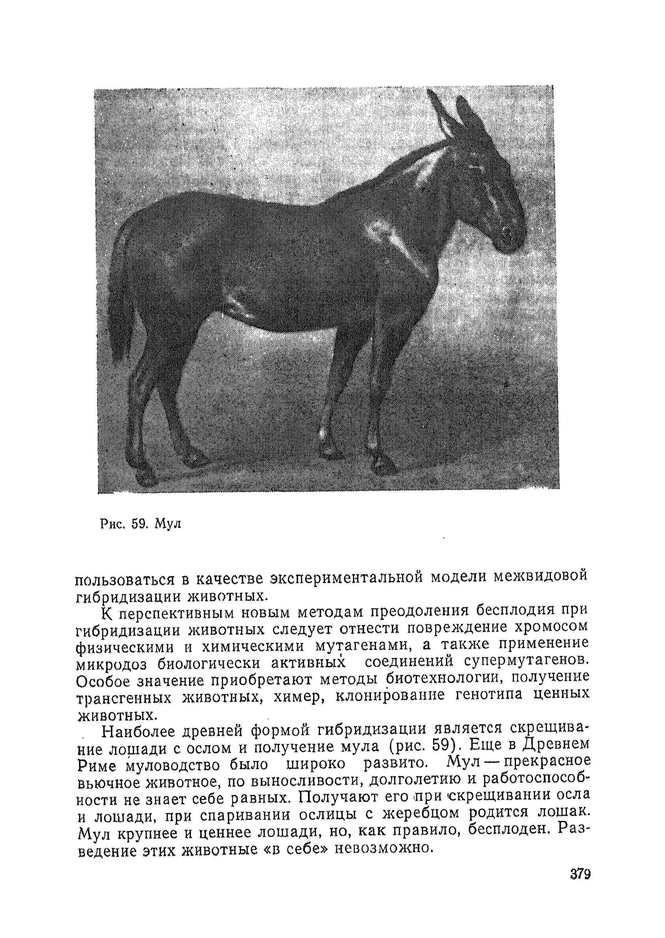 Гибридизация лошадей. Гибридизация лошади и осла. Получение мула. Методы преодоления бесплодия у межвидовых гибридов..