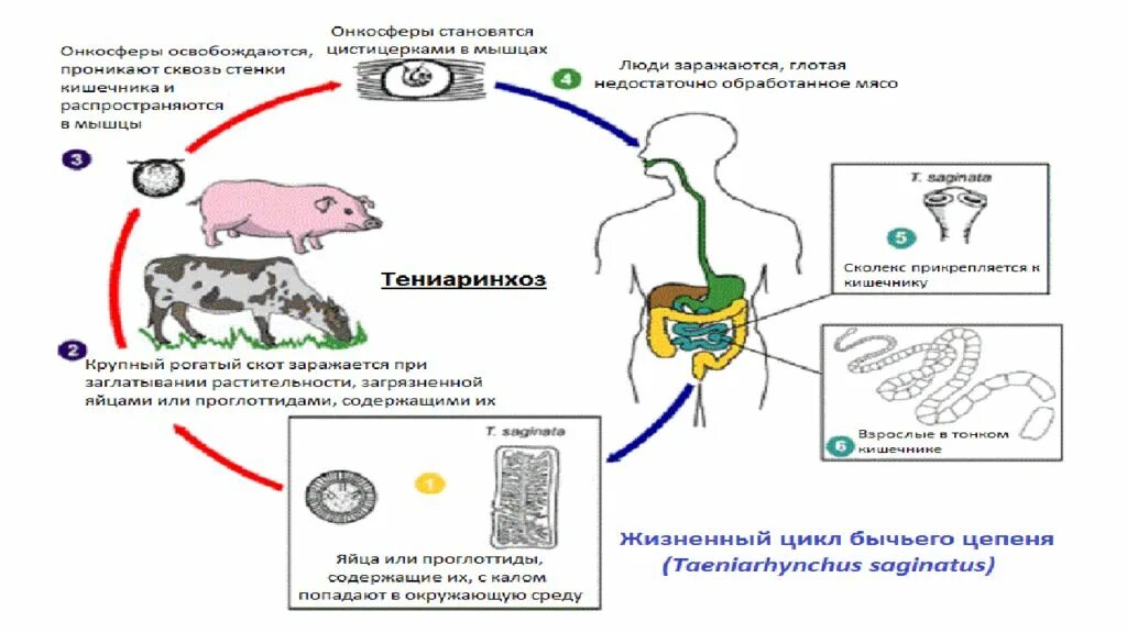 Огуречный цепень цикл развития. Цикл развития свиного цепня. Цикл развития огуречного цепня. Тыквовидный цепень цикл развития.