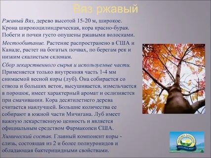Вяз ржавый