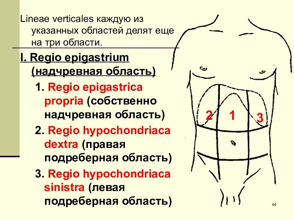 Надчревная область. Отделы и области живота. Анатомические области живота. Области живота схема.