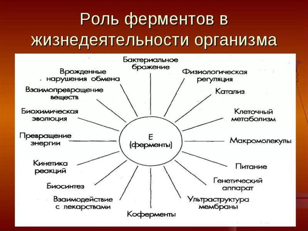 Роль ферментов в жизнедеятельности организма