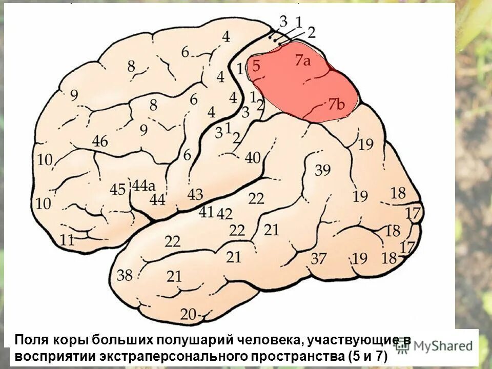 первичные поля коры больших полушарий