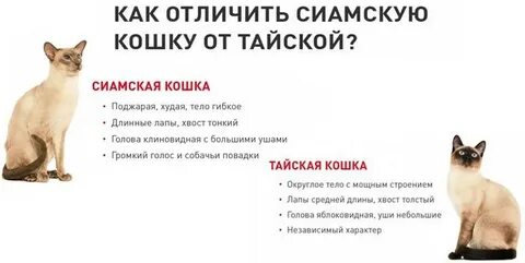 Чем отличаются таю
