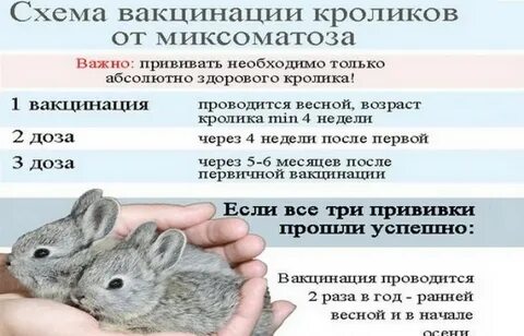 Вакцина кроликам от миксоматоза и вгбк инструкция