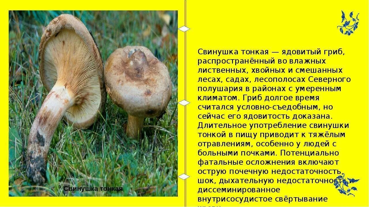 Свинушка гриб съедобный или нет CoffMachines.ru