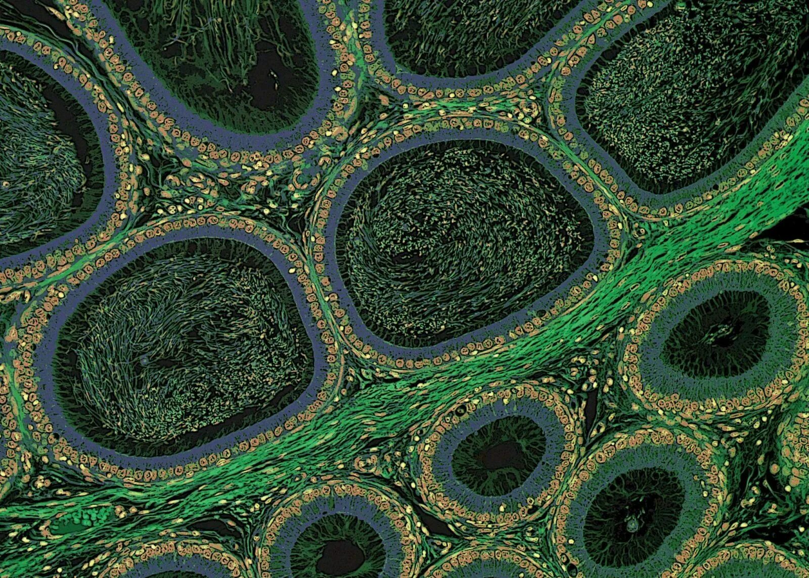 Растительная клетка под микроскопом x40. Земля под микроскопом. Микромир под микроскопом. Лист под микроскопом. World 10 5