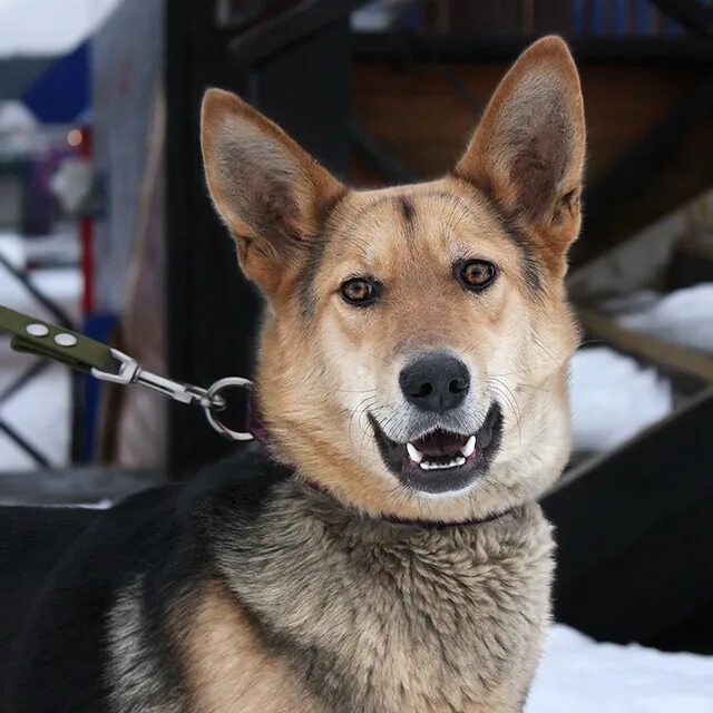 Морда собаки крупным планом. Помесь кавказской овчарки. Беспородная собака дворняжка. Альфа собака фото. Собака а н.