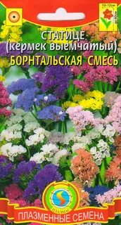 Статица семена