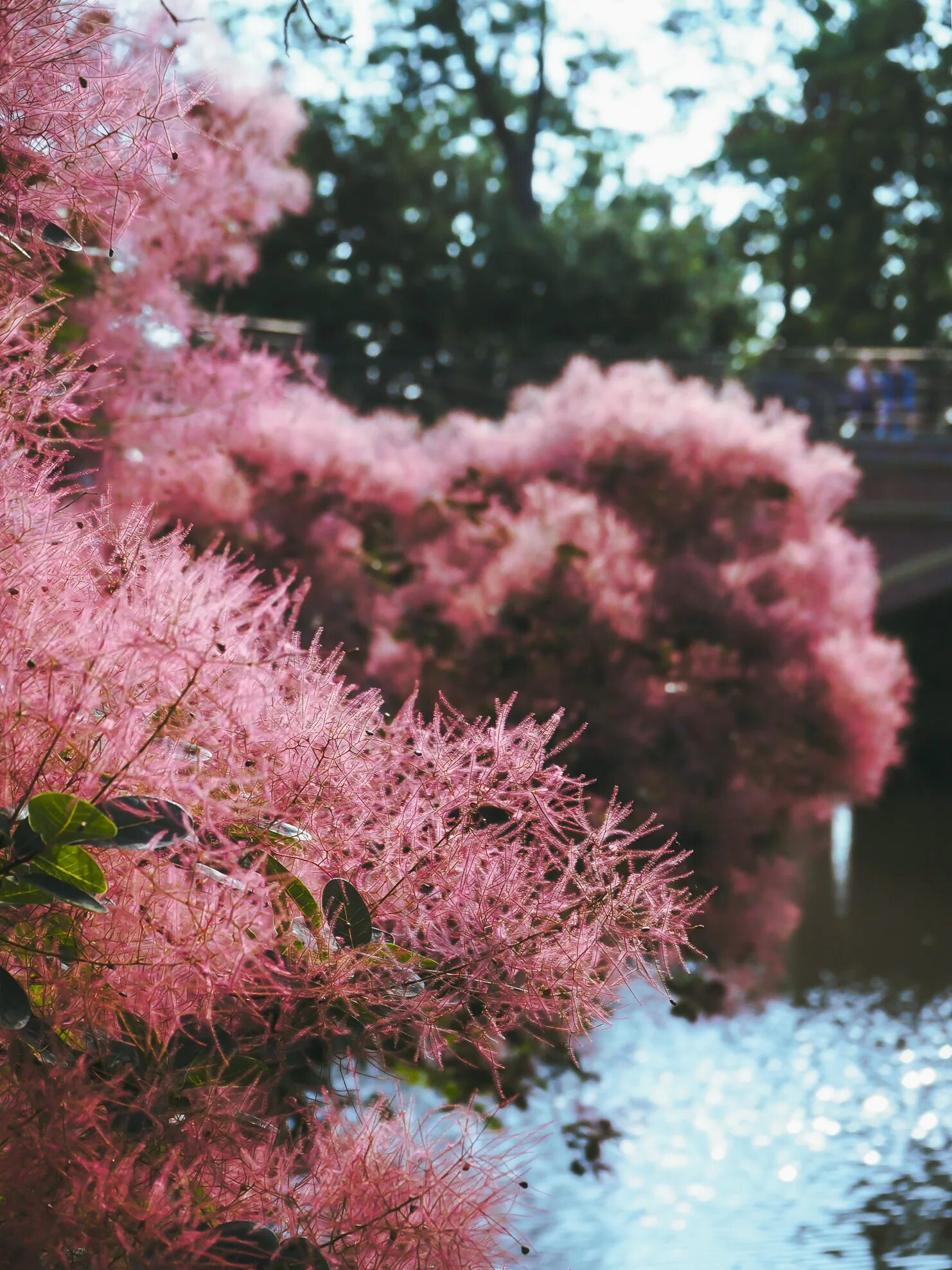 Сакура кустарник. Розовоцветущий кустарник. Красивоцветущие кустарники весной. Скумпия.