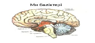 Майлы бөкселердің фотосуреттері