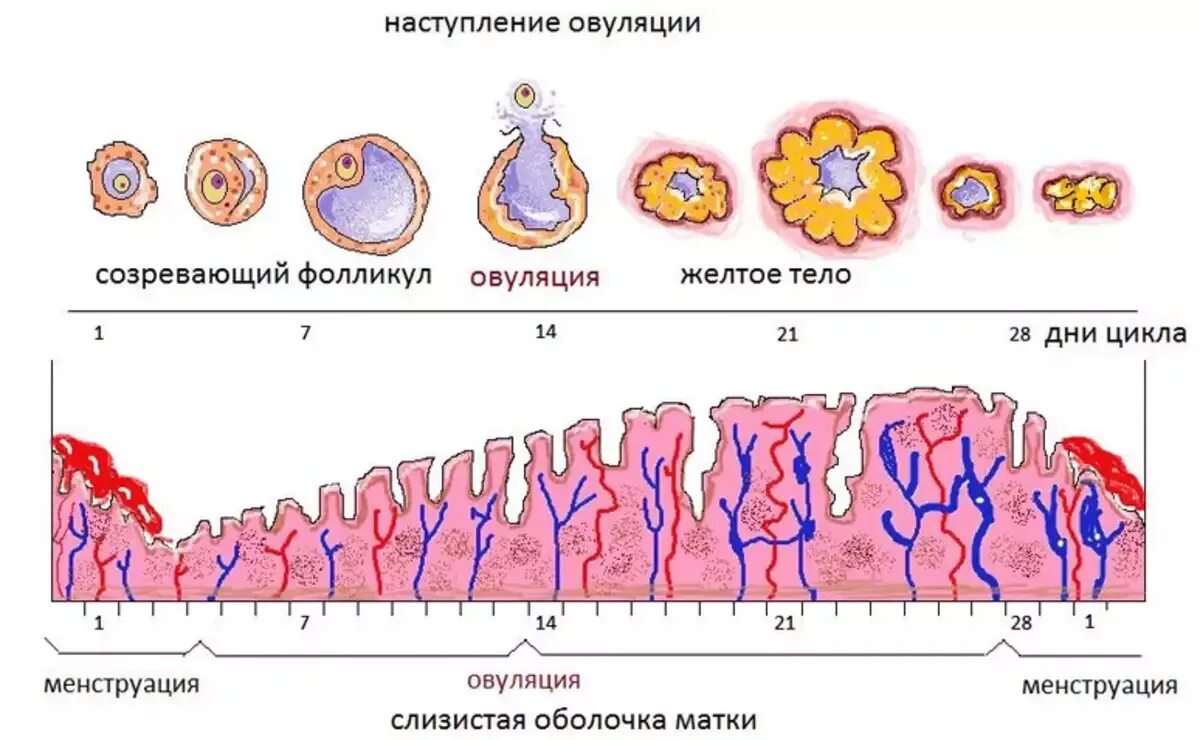 Забеременела на 7 день цикла. Схема овуляторно менструального цикла. Схема созревания яйцеклетки. Циклы менструационного цикла беременность. Овуляционный период менструального цикла это.