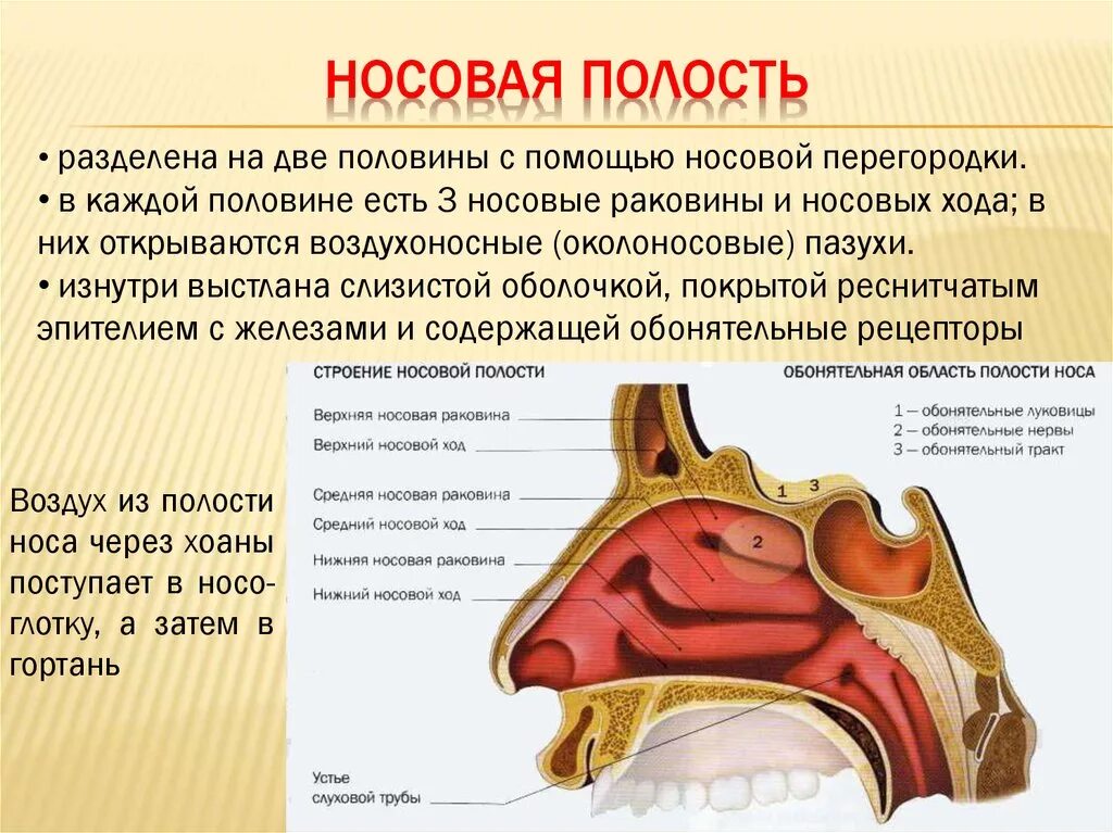 Отделы слизистой оболочки носа. Строение носовой полости спереди. Дыхательная система человека анатомия полость носа. Носовая полость строение хоаны. Полость носа строение хоаны.