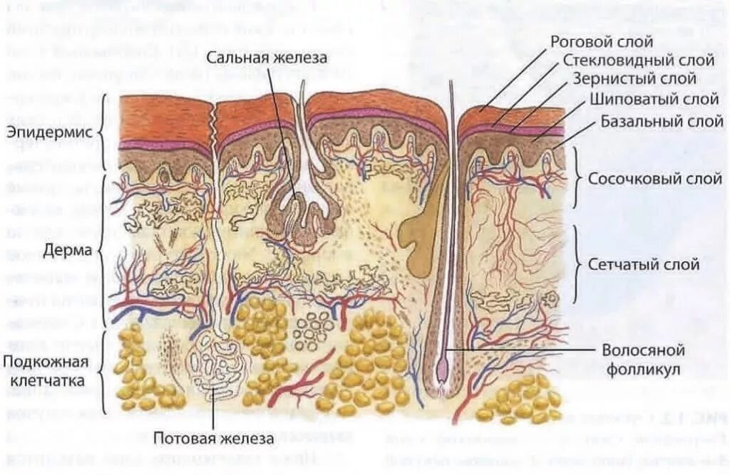 Сосочковый и сетчатый слой. Сосочковый слой дермы кожи. Дерма сосочковый слой сетчатый слой. Строение кожи сосочковый слой. Папиллярный слой дермы.