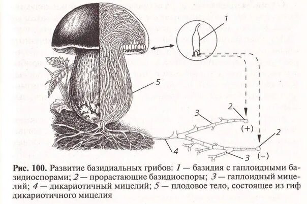 Строение трубчатого гриба. Строение гриба ЕГЭ биология. Строение гриба. Строение гриба рисунок. Грибы биология огэ