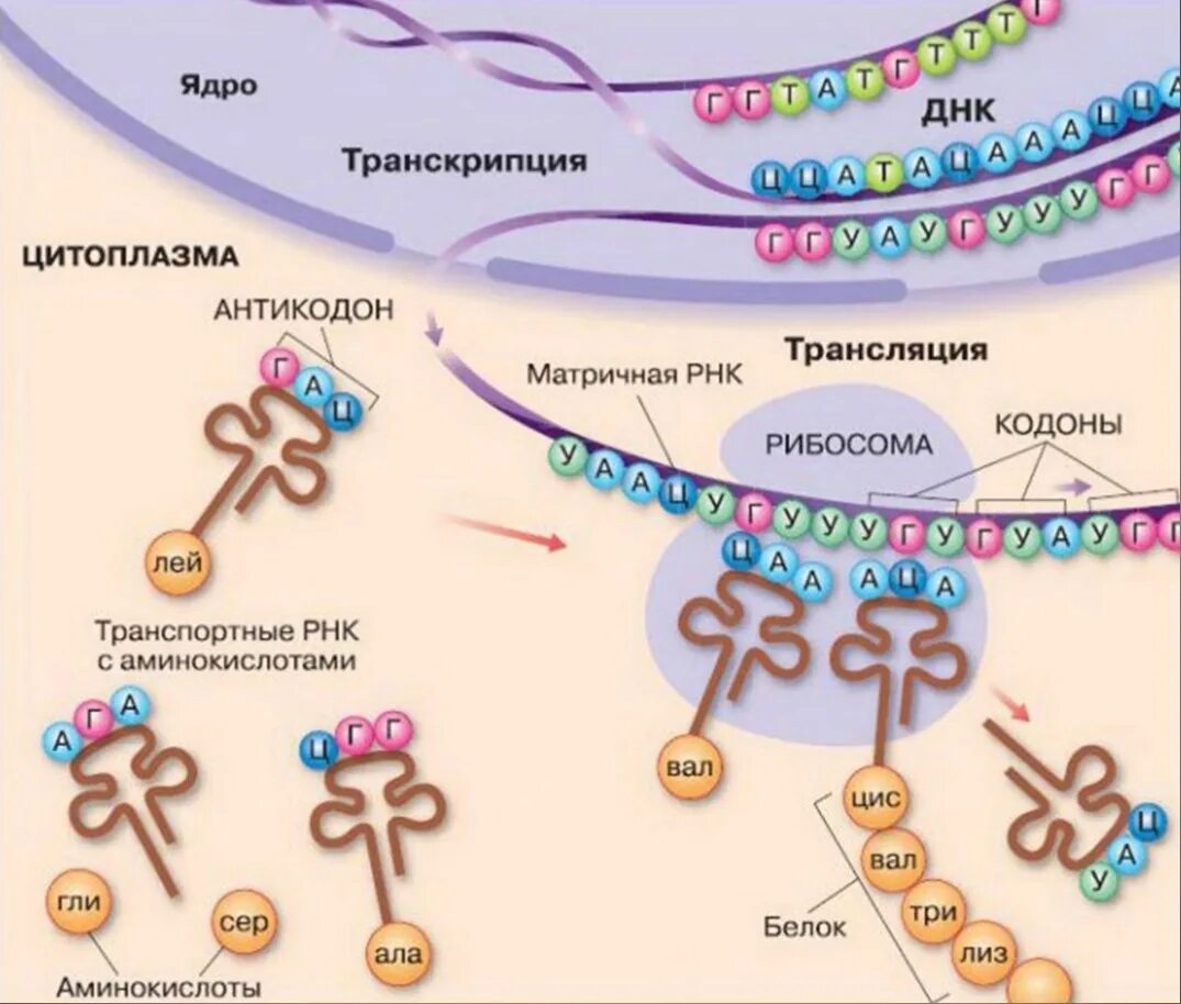 Генетический код схема синтеза белка. Синтез ИРНК схема. Схема синтеза белка в рибосоме трансляция.